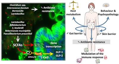 How Probiotics Affect the Microbiota